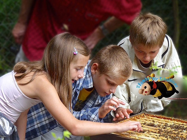 Bienen-leben-in-Bamberg.de