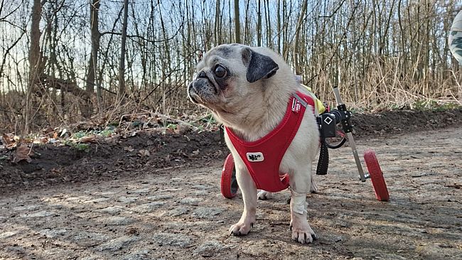 Stevie's Hundesenioren-Hospiz e.V.