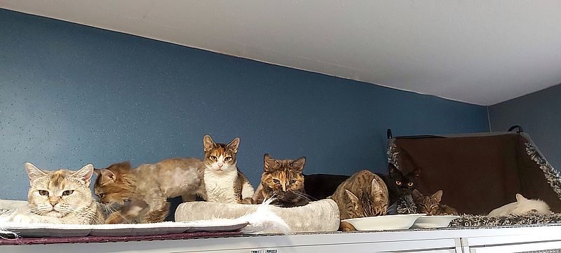 Katzen, die bei uns gepflegt und im Anschlus in gute Hände vermittelt werden