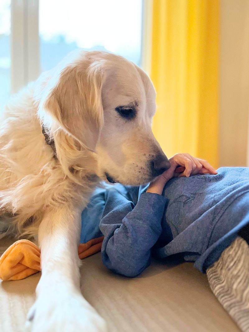 Hund/ Kind 
